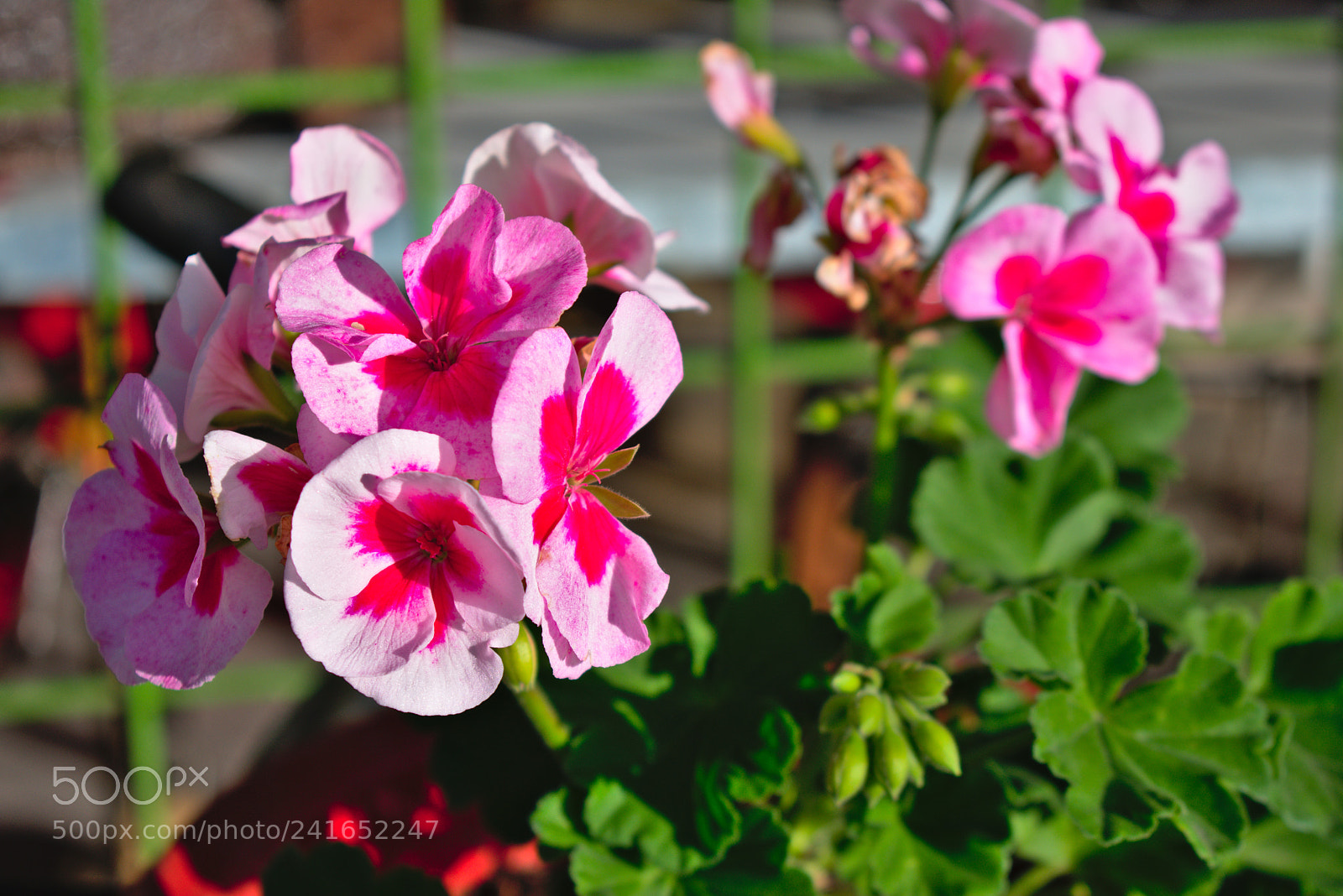 Nikon D3400 sample photo. Pink petals photography