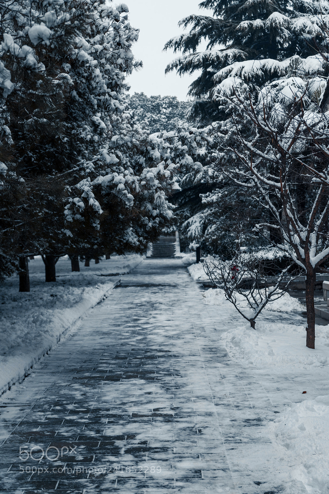 Canon EOS 6D Mark II sample photo. A snowy path photography