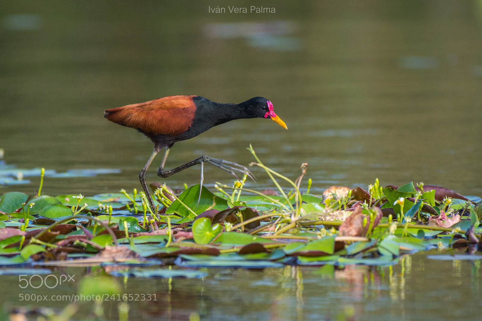 Nikon D500 sample photo. Jacana photography