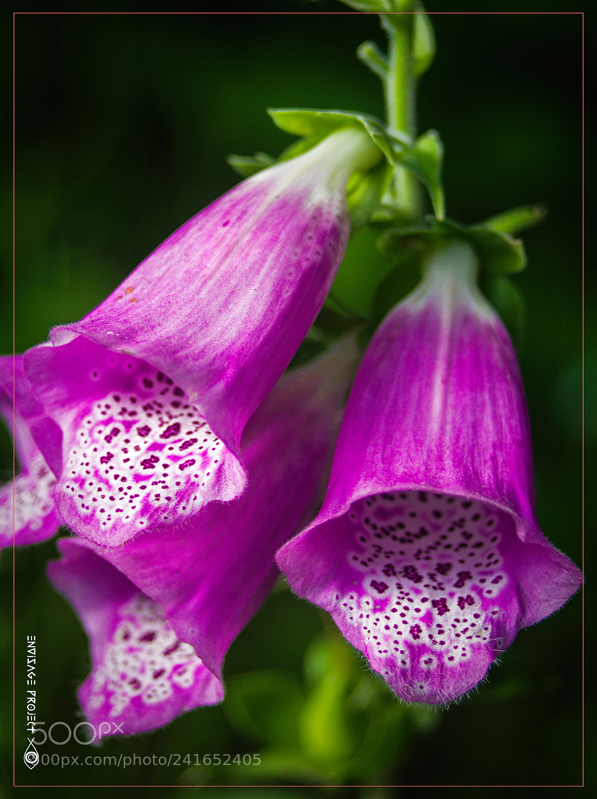 Sony a7R sample photo. Pink photography
