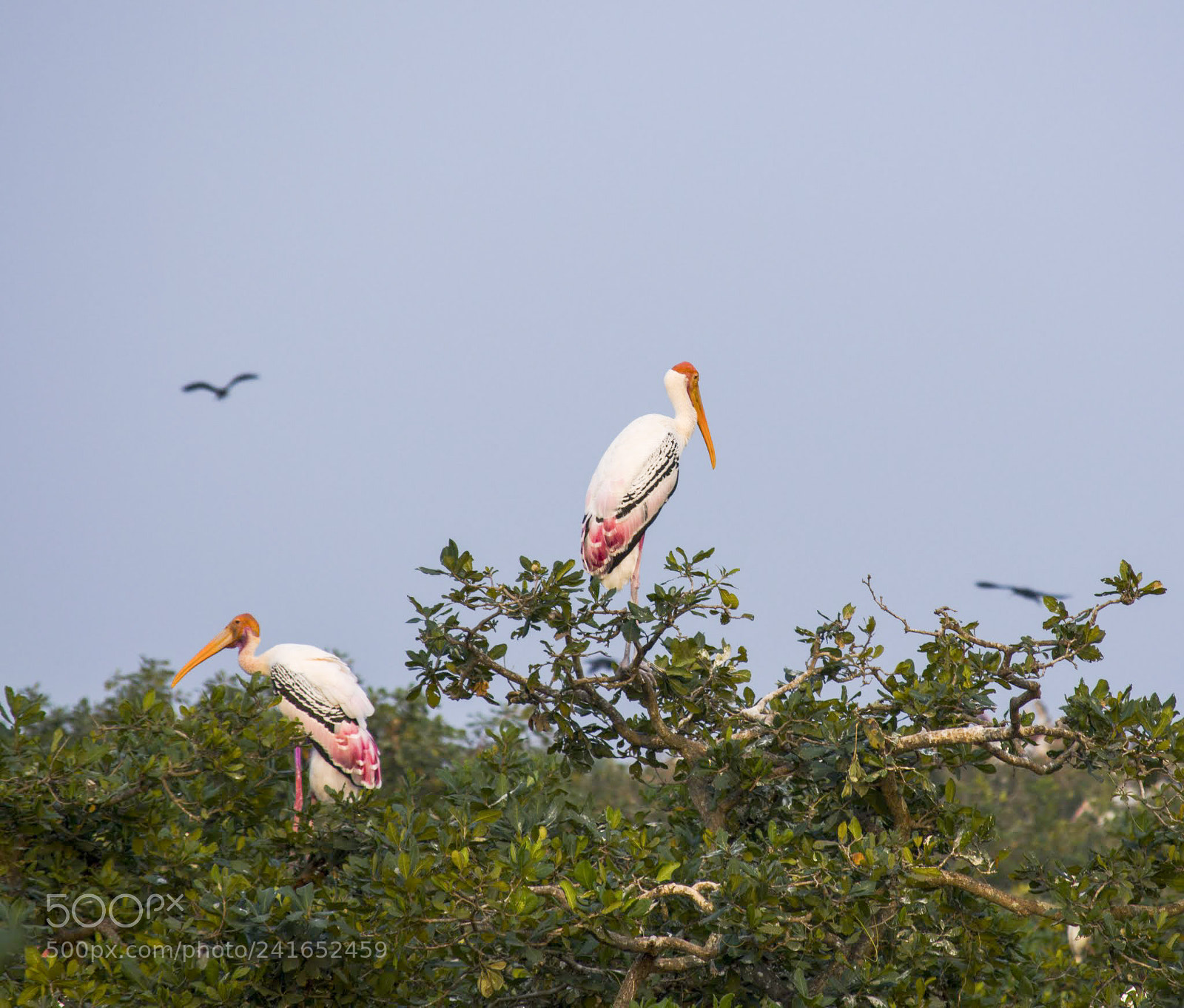 Nikon D3200 sample photo. Painted stork photography