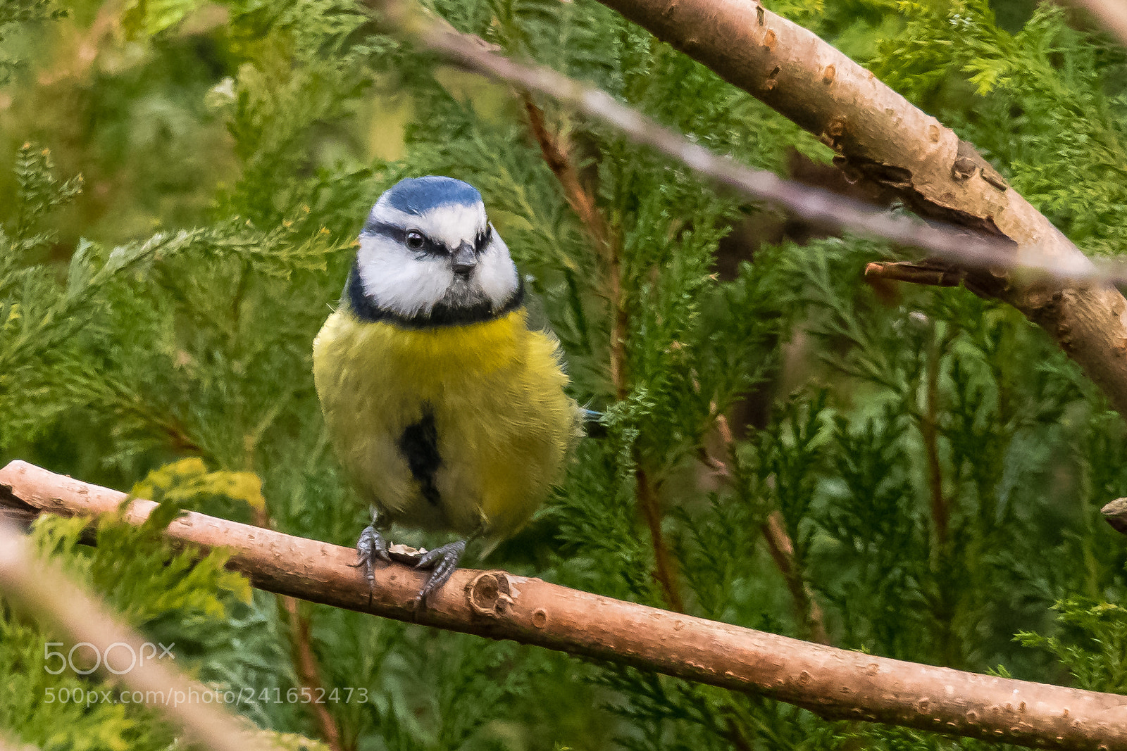 Nikon D850 sample photo. Nuts about nuts! photography