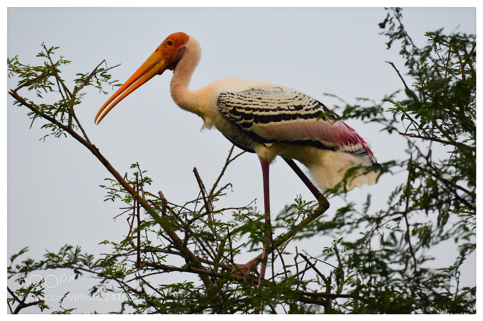 Nikon D3200 sample photo. Painted stork 1 photography