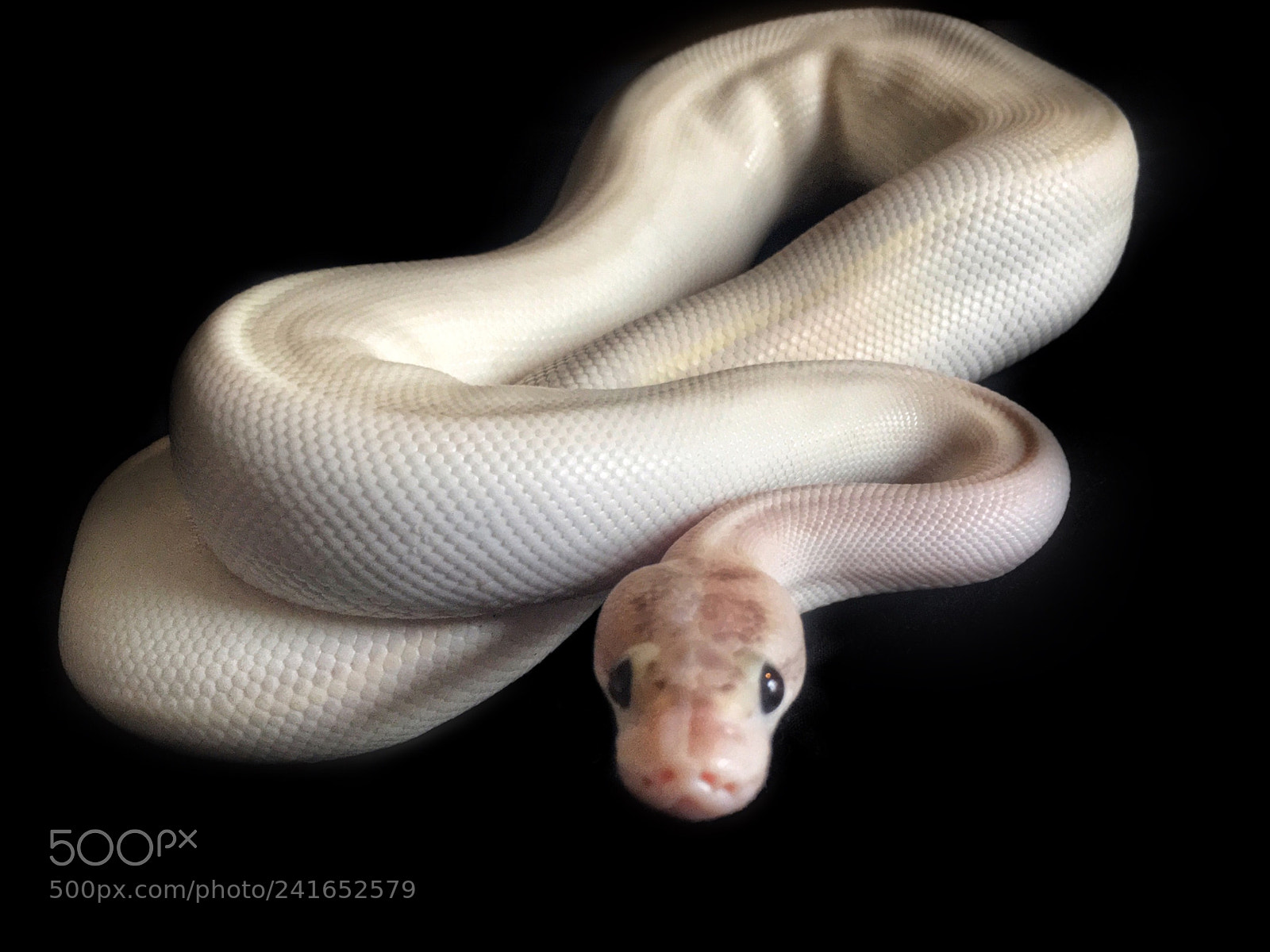Apple iPhone 6s sample photo. Ballpython ivory photography