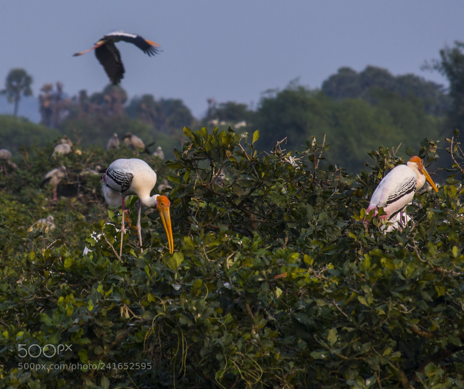 Nikon D3200 sample photo. Painted stork 2 photography