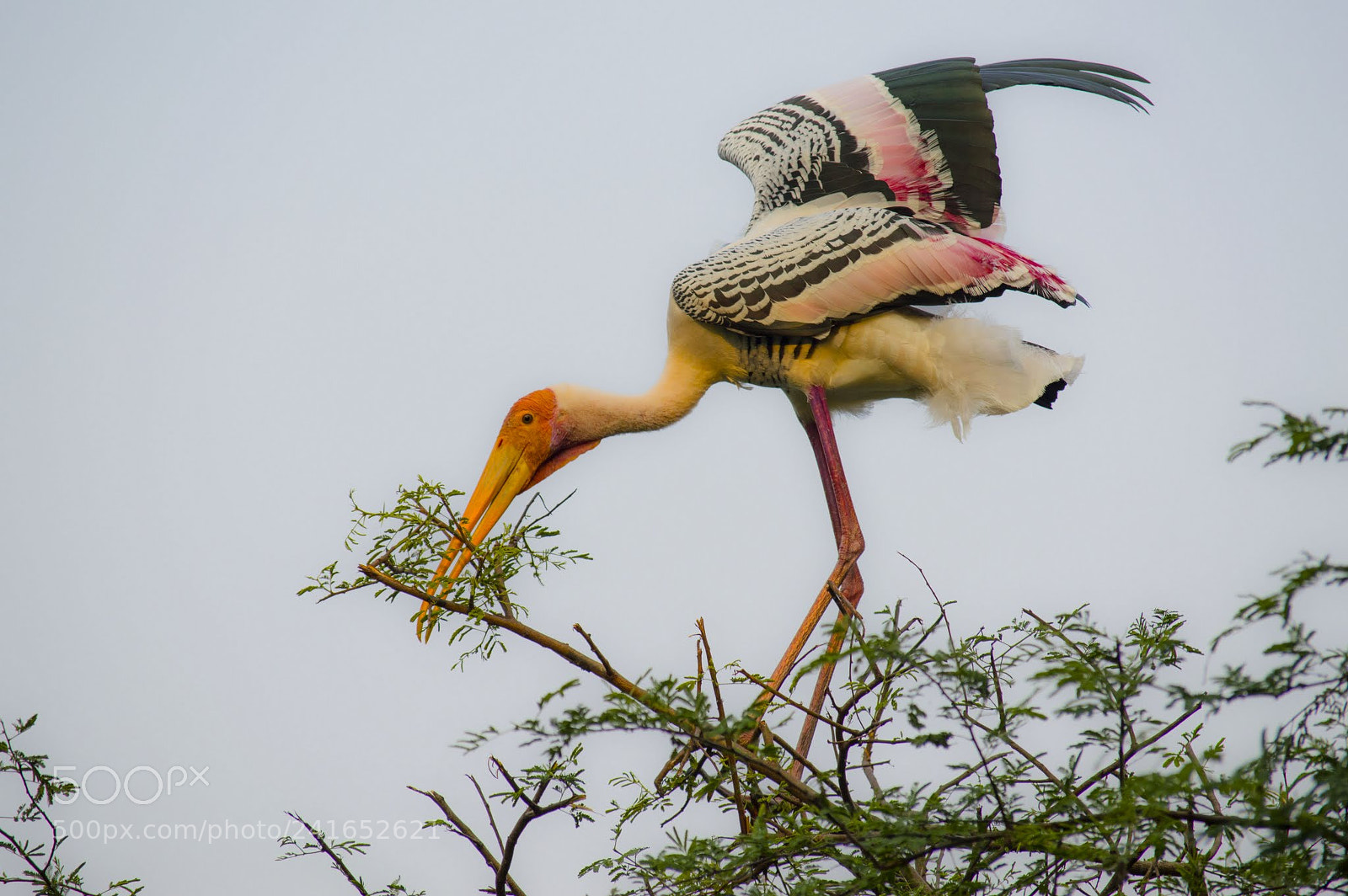 Nikon D3200 sample photo. Making nest photography