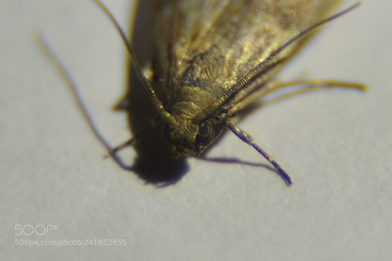 Nikon AF-S Nikkor 24-120mm F4G ED VR sample photo. Tinea pellionella photography