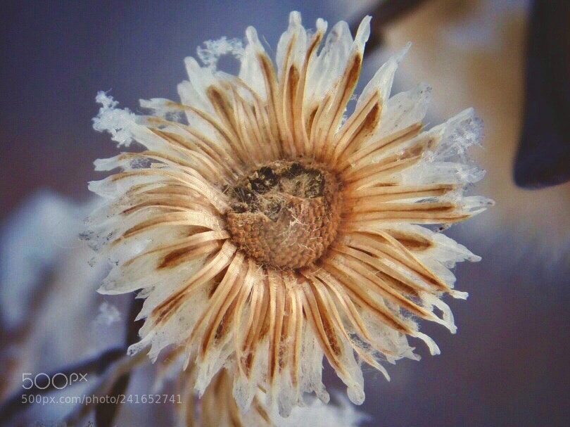 Nikon Coolpix B500 sample photo. Snowy tips photography