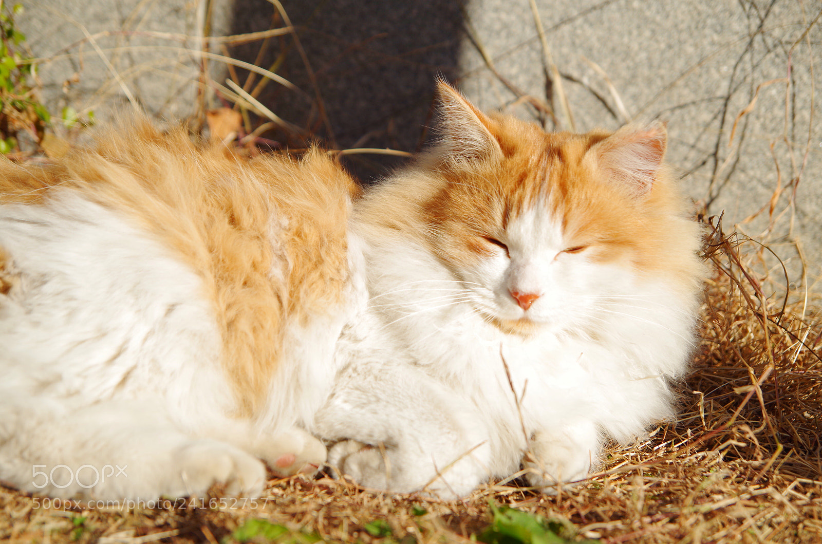 Pentax K-50 sample photo. Sun photography