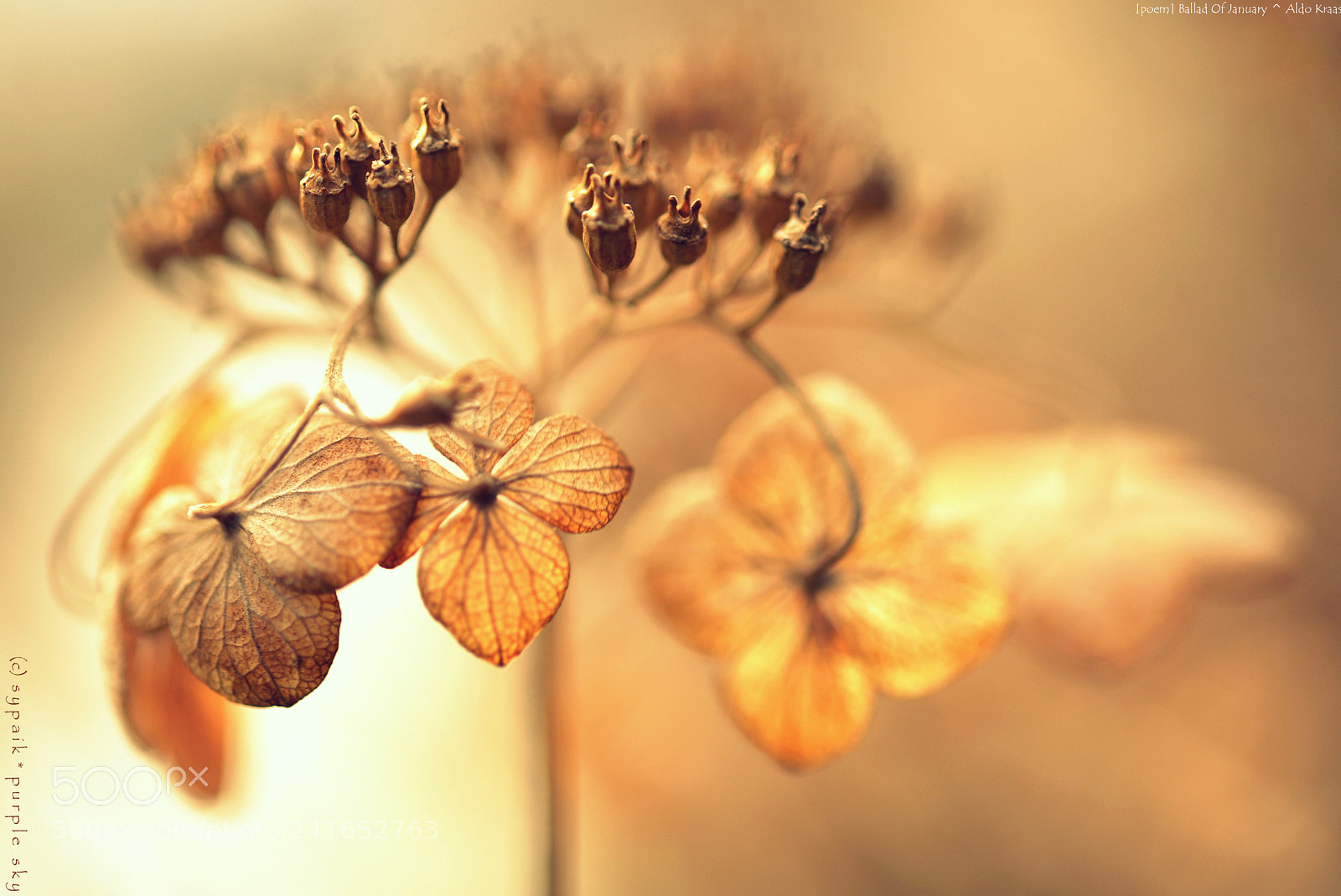 Nikon AF-S Micro-Nikkor 60mm F2.8G ED sample photo. Ballad of january ** photography