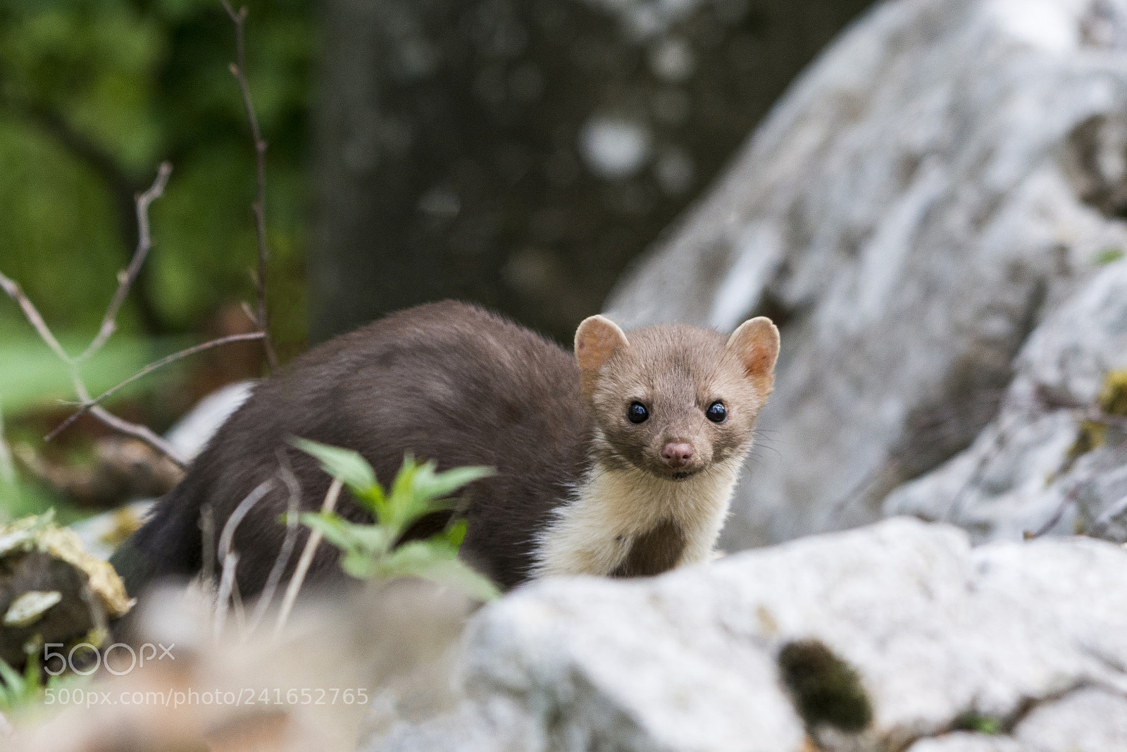 Nikon D7100 sample photo. Beech marten photography