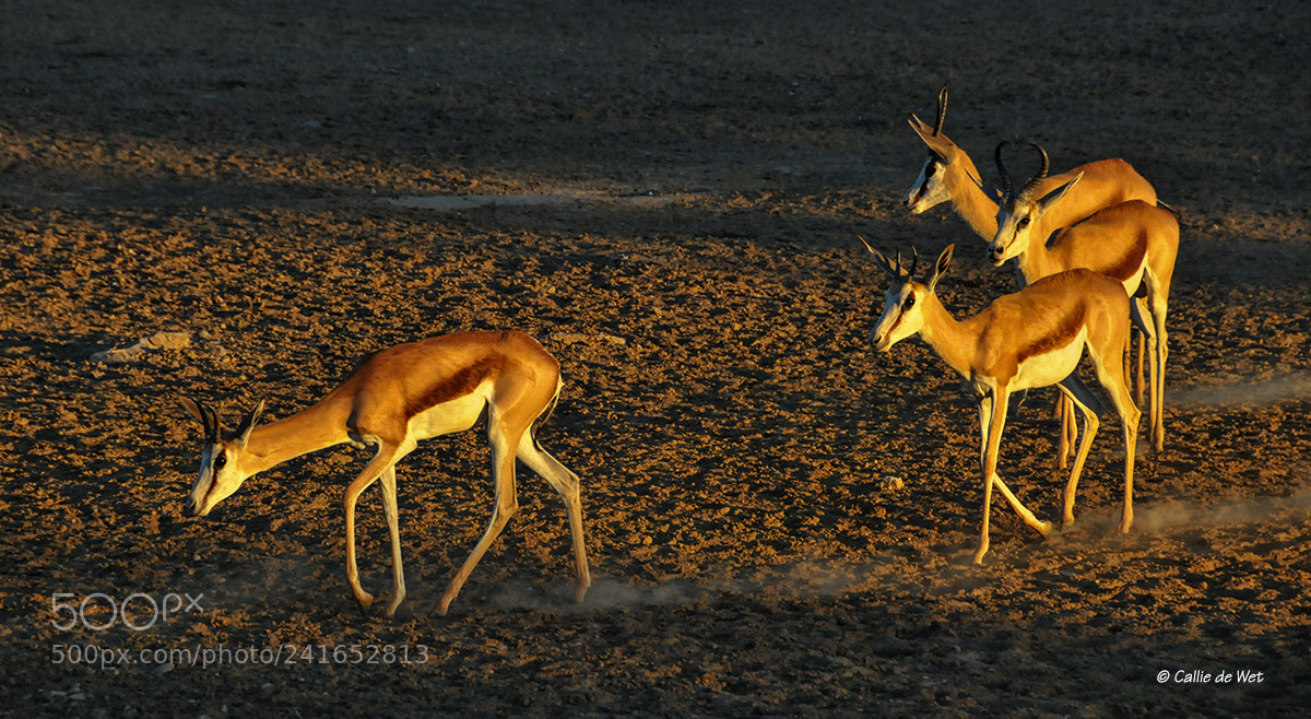 Nikon D300 sample photo. Springbok 2/2 photography