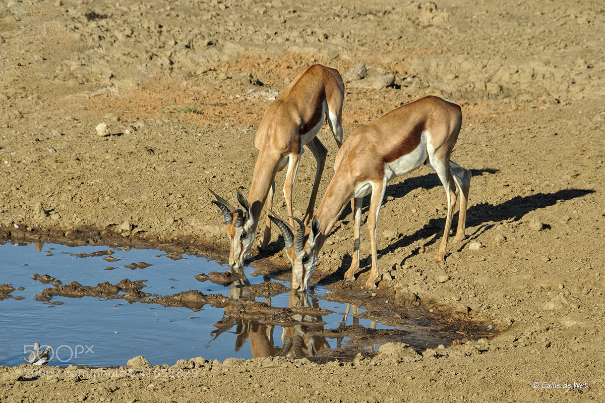 Nikon D300 sample photo. Springbok 1/2 photography