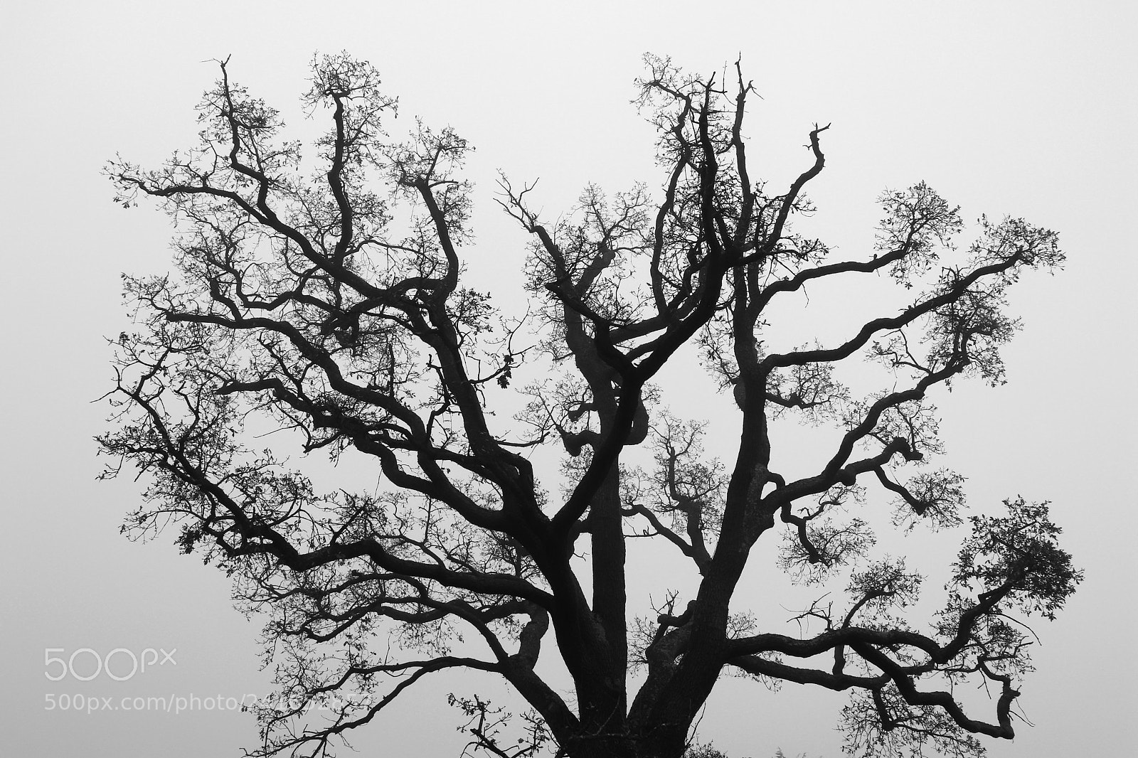 Canon EOS 200D (EOS Rebel SL2 / EOS Kiss X9) sample photo. Black and white silhouette photography