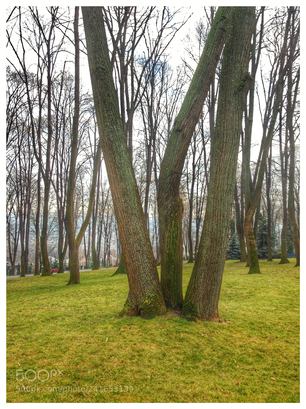 Apple iPhone 5 sample photo. Look like is spring photography