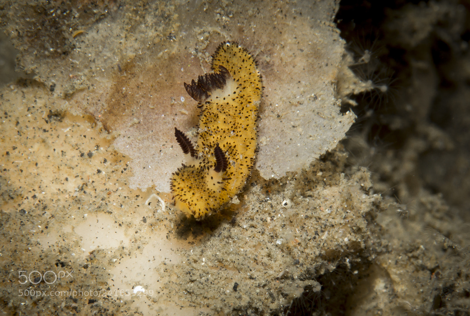 Canon EOS 60D sample photo. Jorunna pavra@lembeh photography