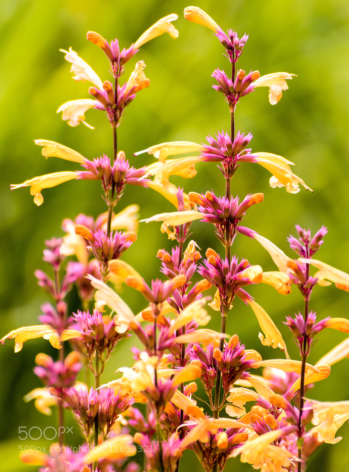 Nikon D600 sample photo. Botanical gardens photography