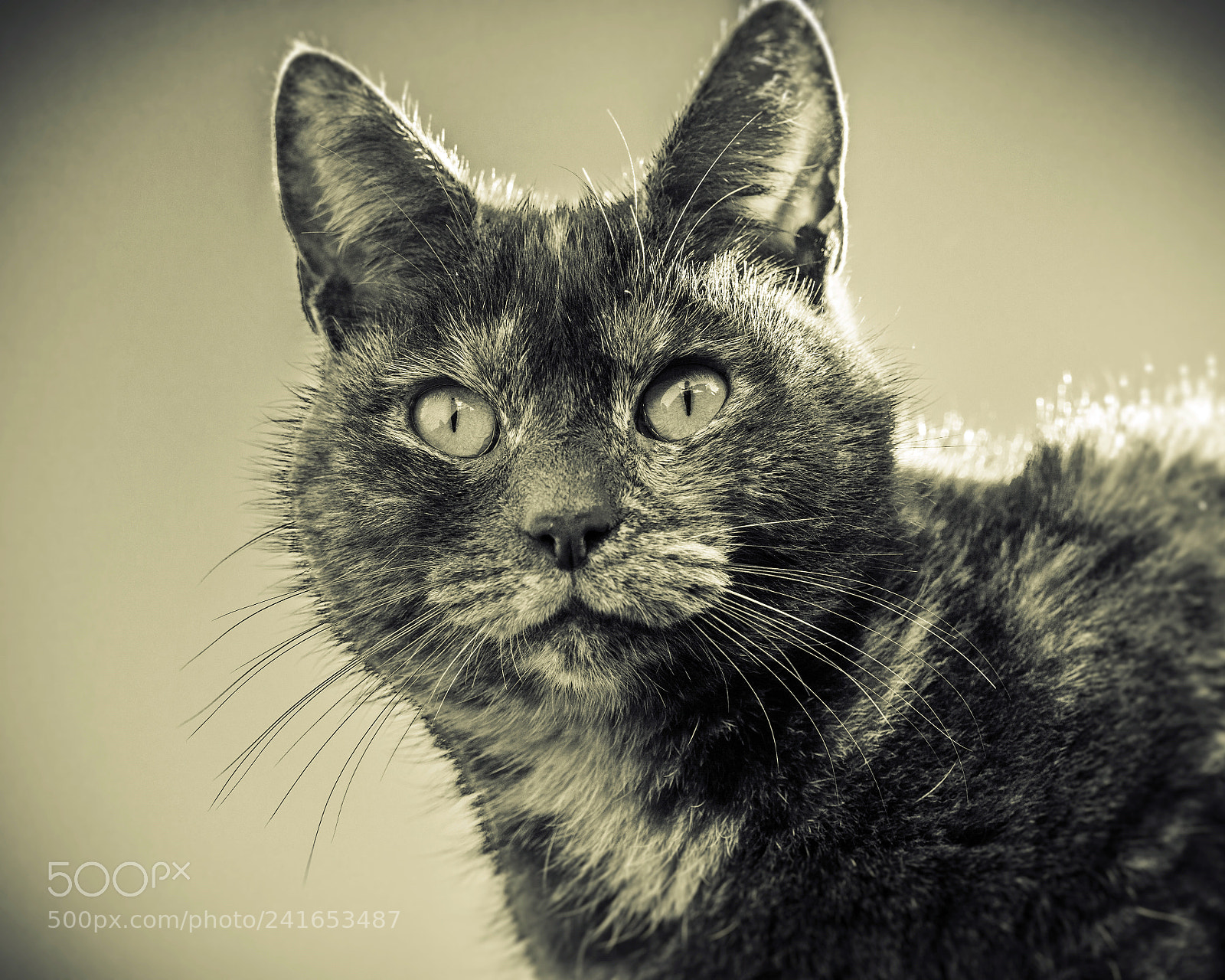 Olympus OM-D E-M5 sample photo. Frequent visitor photography