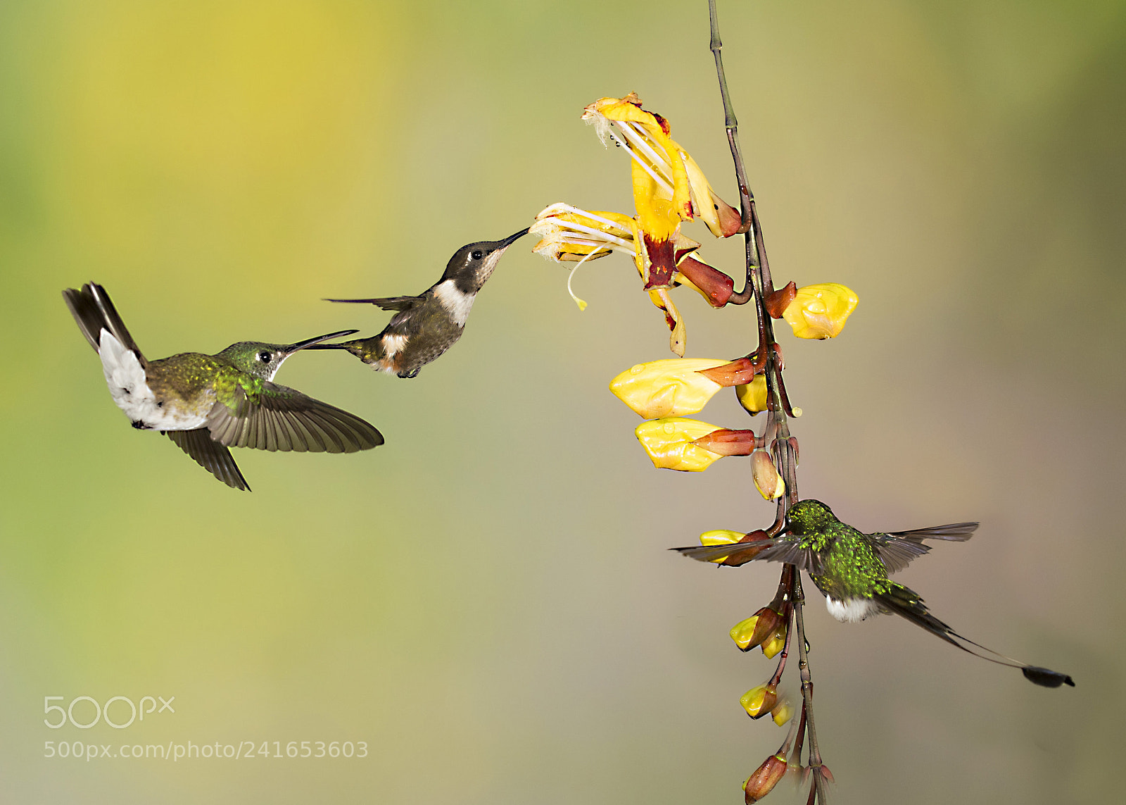Canon EOS-1D X sample photo. Humming birds at tandayapa photography