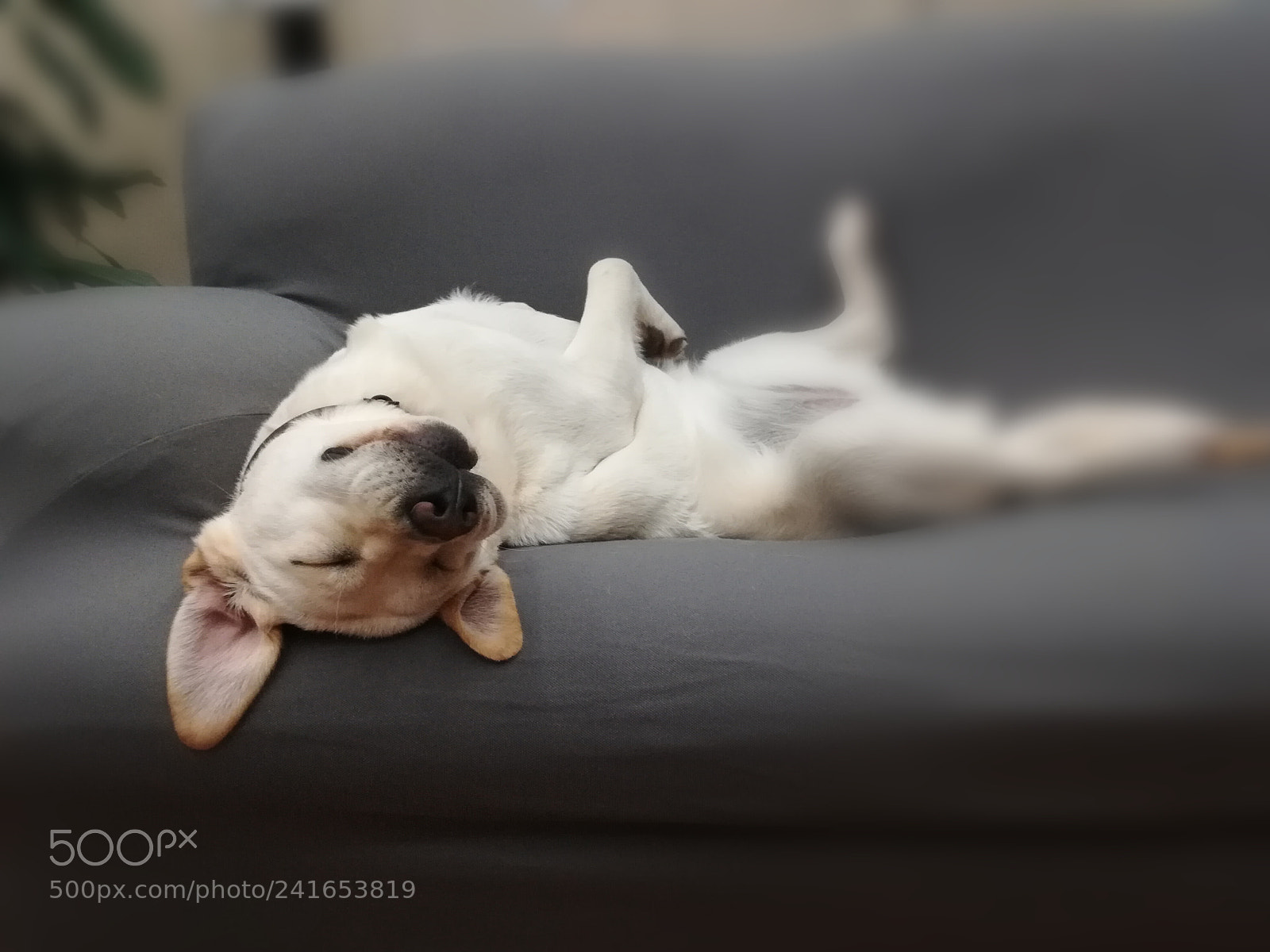 HUAWEI P10 lite sample photo. Dog photography