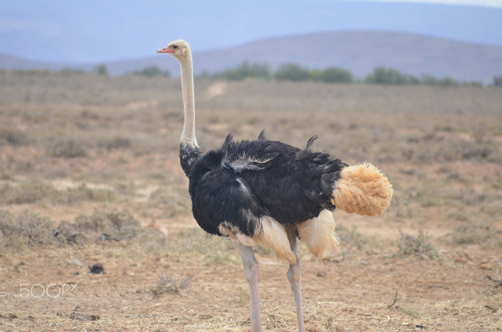 Sigma 70-300mm F4-5.6 APO DG Macro sample photo. Ostrich gazing away photography