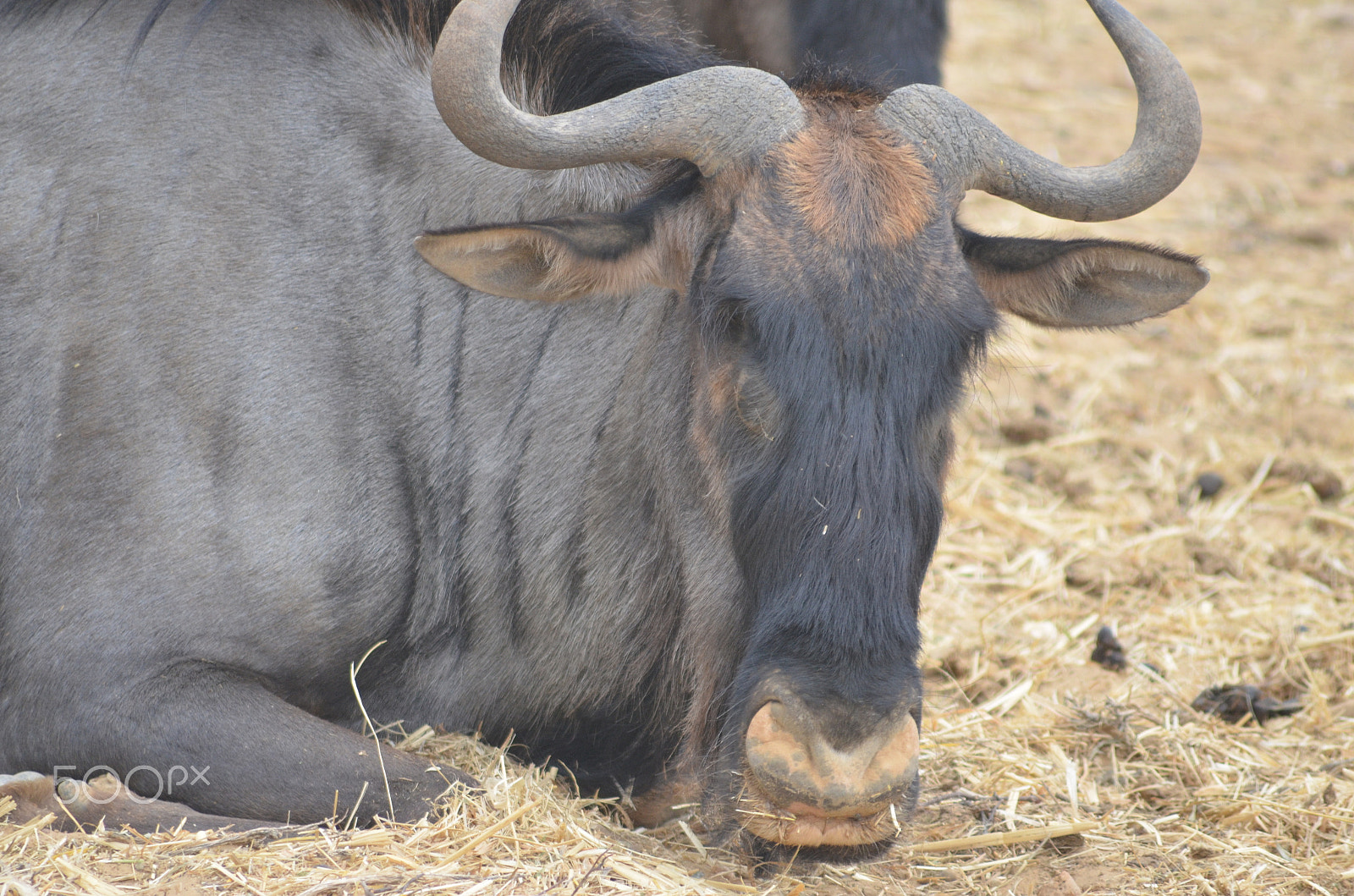 Nikon D7000 + Sigma 70-300mm F4-5.6 APO DG Macro sample photo. Wildebeest photography