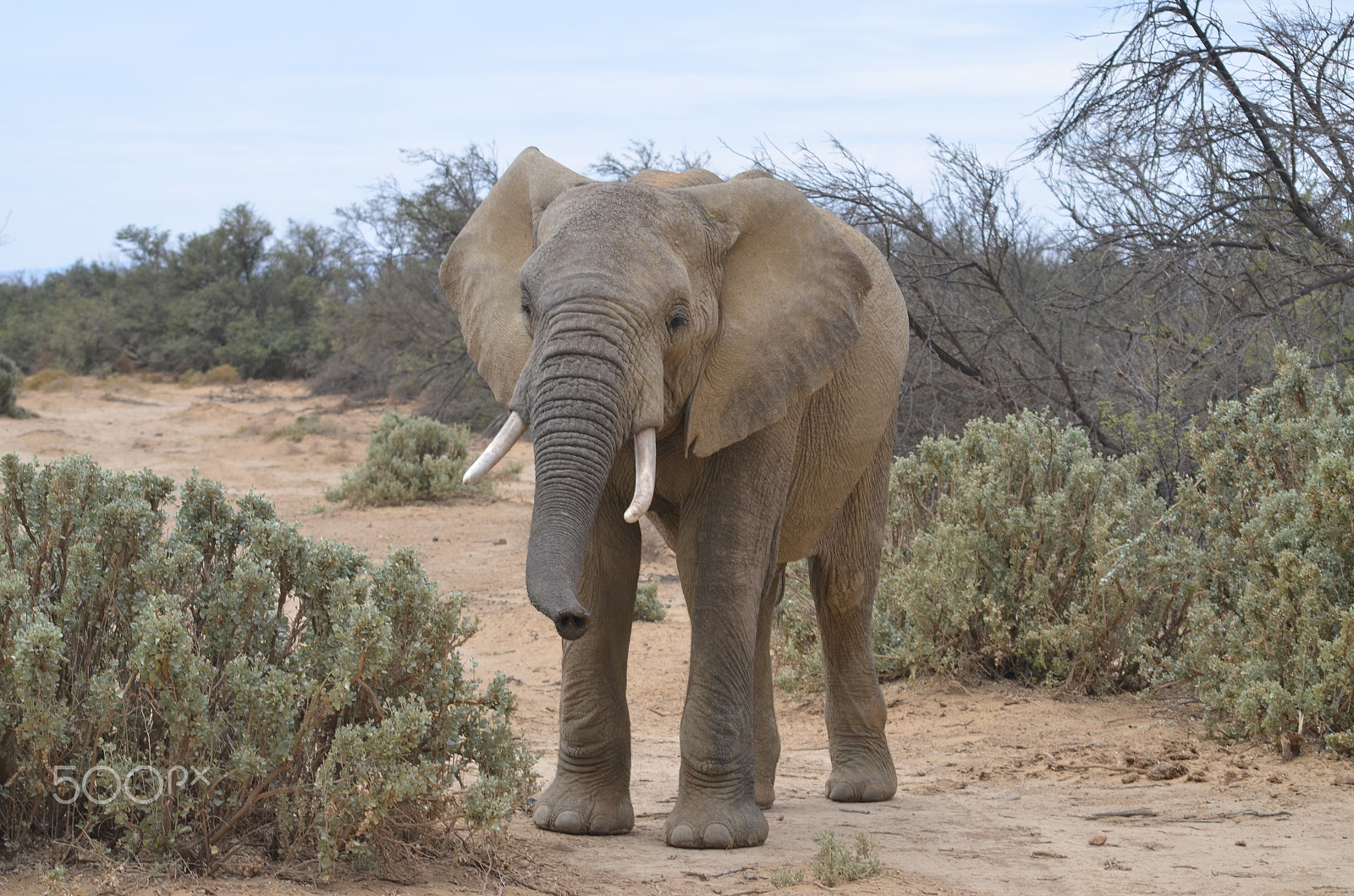 Sigma 70-300mm F4-5.6 APO DG Macro sample photo. Young elephant photography
