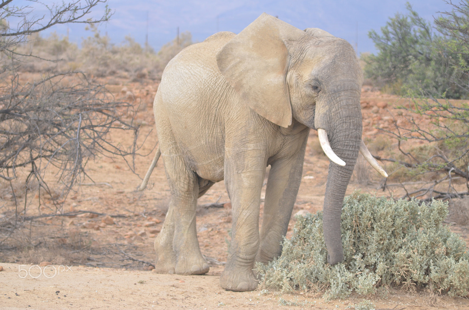 Nikon D7000 + Sigma 70-300mm F4-5.6 APO DG Macro sample photo. Elephant eating photography