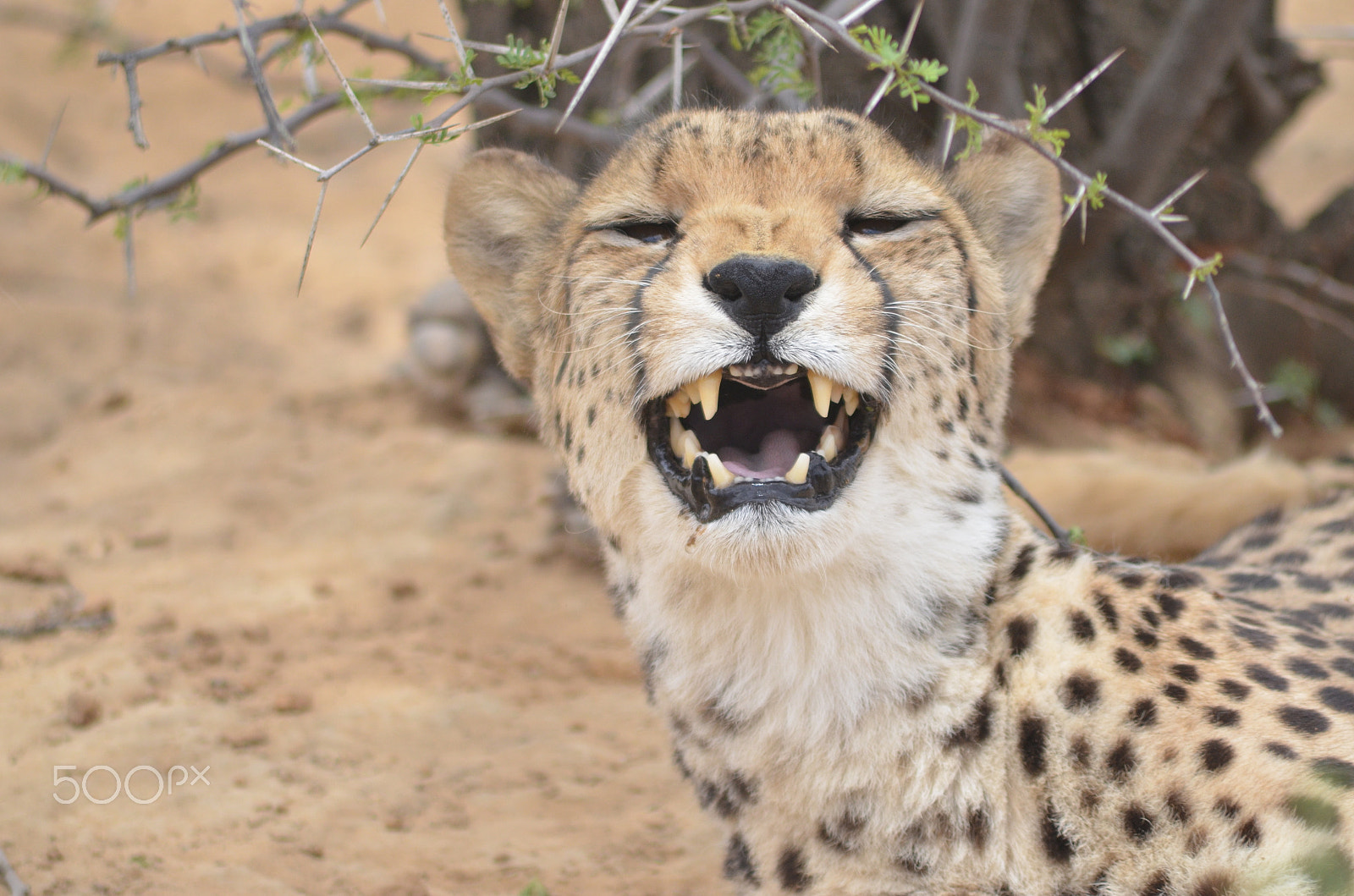 Sigma 70-300mm F4-5.6 APO DG Macro sample photo. Cheetah grinning photography