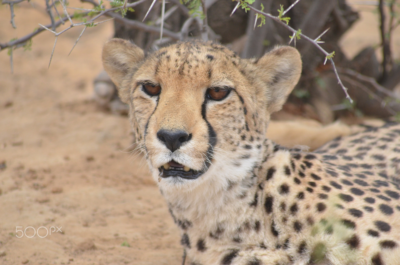 Nikon D7000 + Sigma 70-300mm F4-5.6 APO DG Macro sample photo. Cheetah staring photography