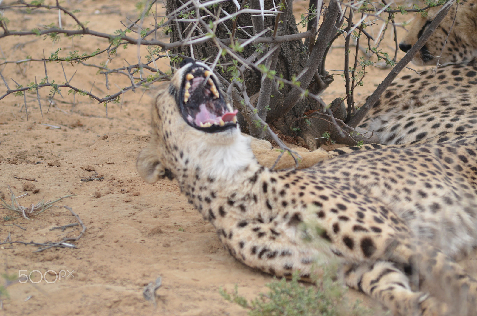 Nikon D7000 + Sigma 70-300mm F4-5.6 APO DG Macro sample photo. Cheetah laughing photography