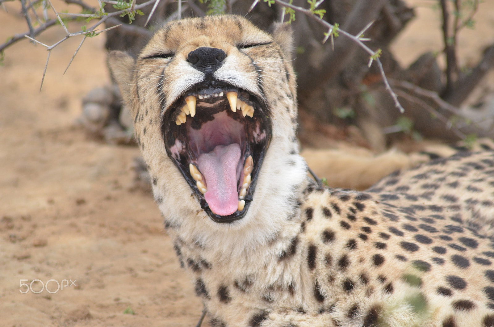 Nikon D7000 + Sigma 70-300mm F4-5.6 APO DG Macro sample photo. Cheetah big smile photography