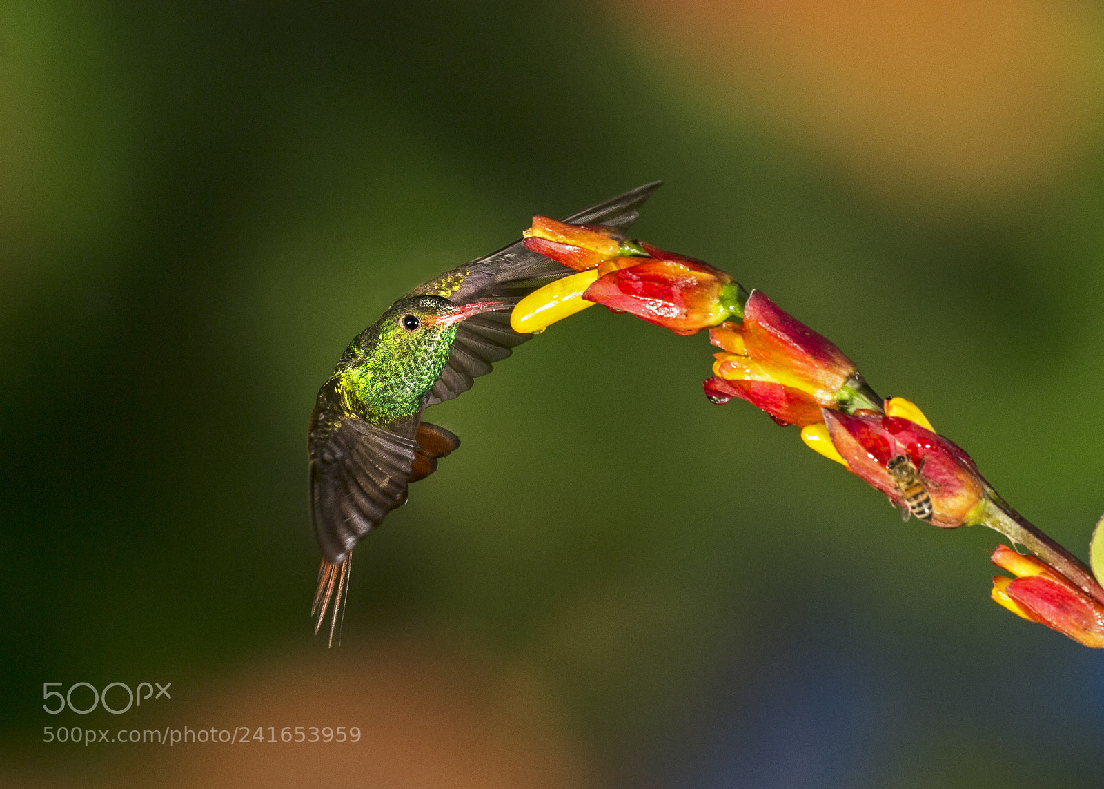 Canon EOS-1D X sample photo. Rufous tailed humming bird photography