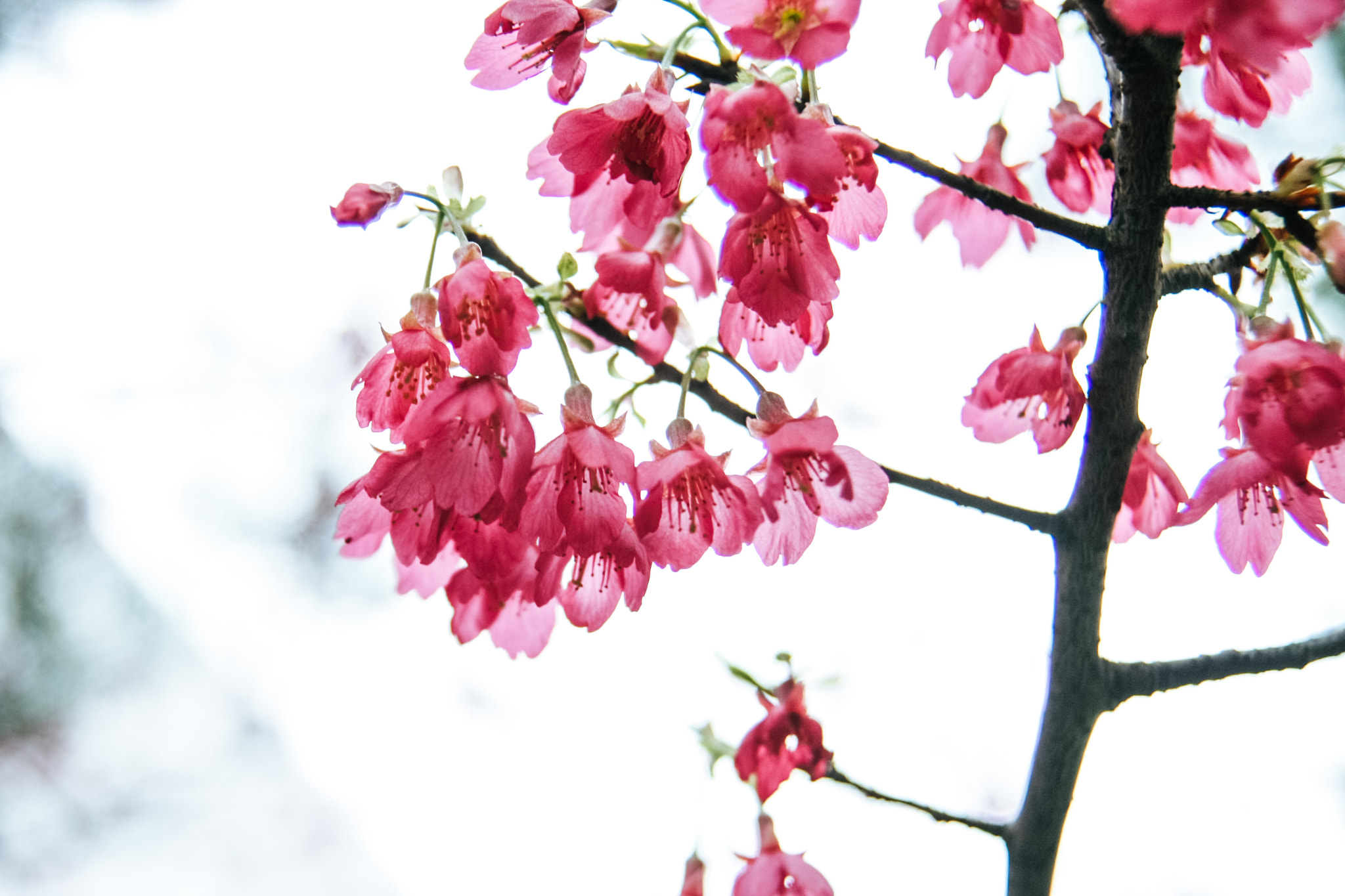 Canon EOS 450D (EOS Rebel XSi / EOS Kiss X2) sample photo. Cherry blossoms photography