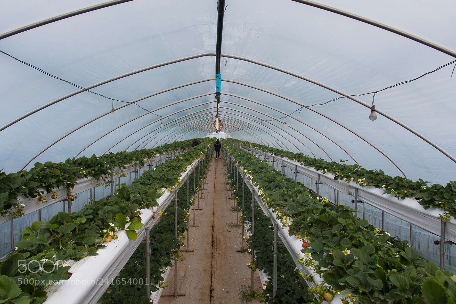 Nikon D7500 sample photo. Strawberry shopping photography