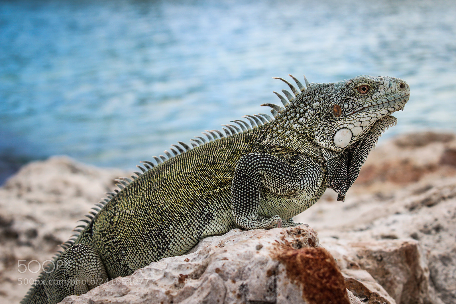 Canon EOS 1300D (EOS Rebel T6 / EOS Kiss X80) sample photo. Iguana photography