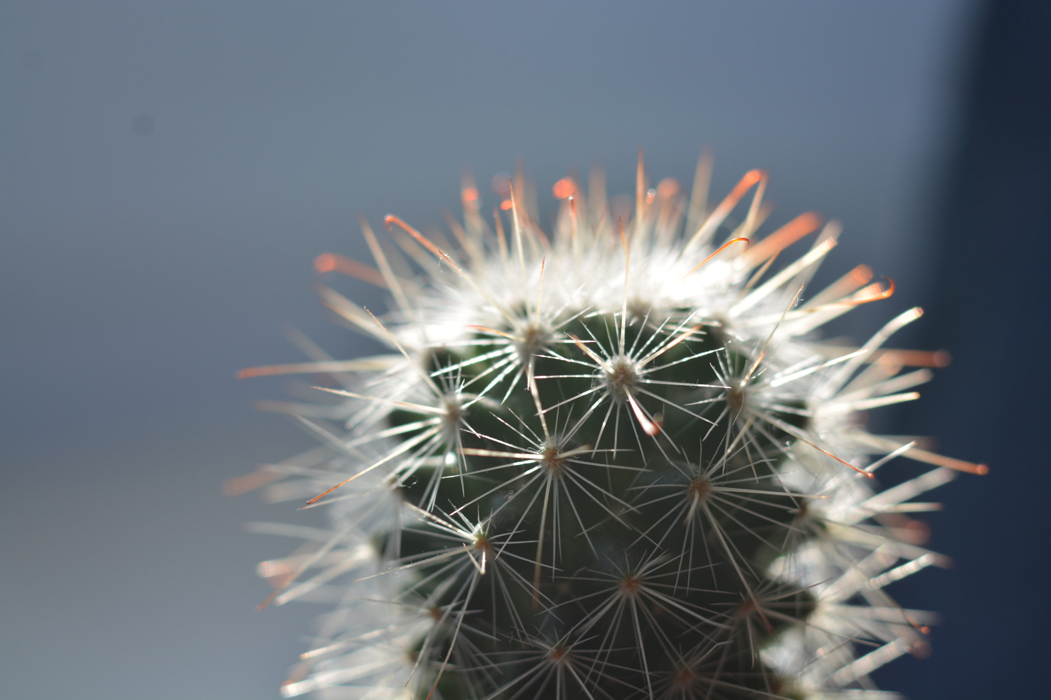 Nikon D7100 + Nikon AF-S Nikkor 50mm F1.8G sample photo. Колючкин photography