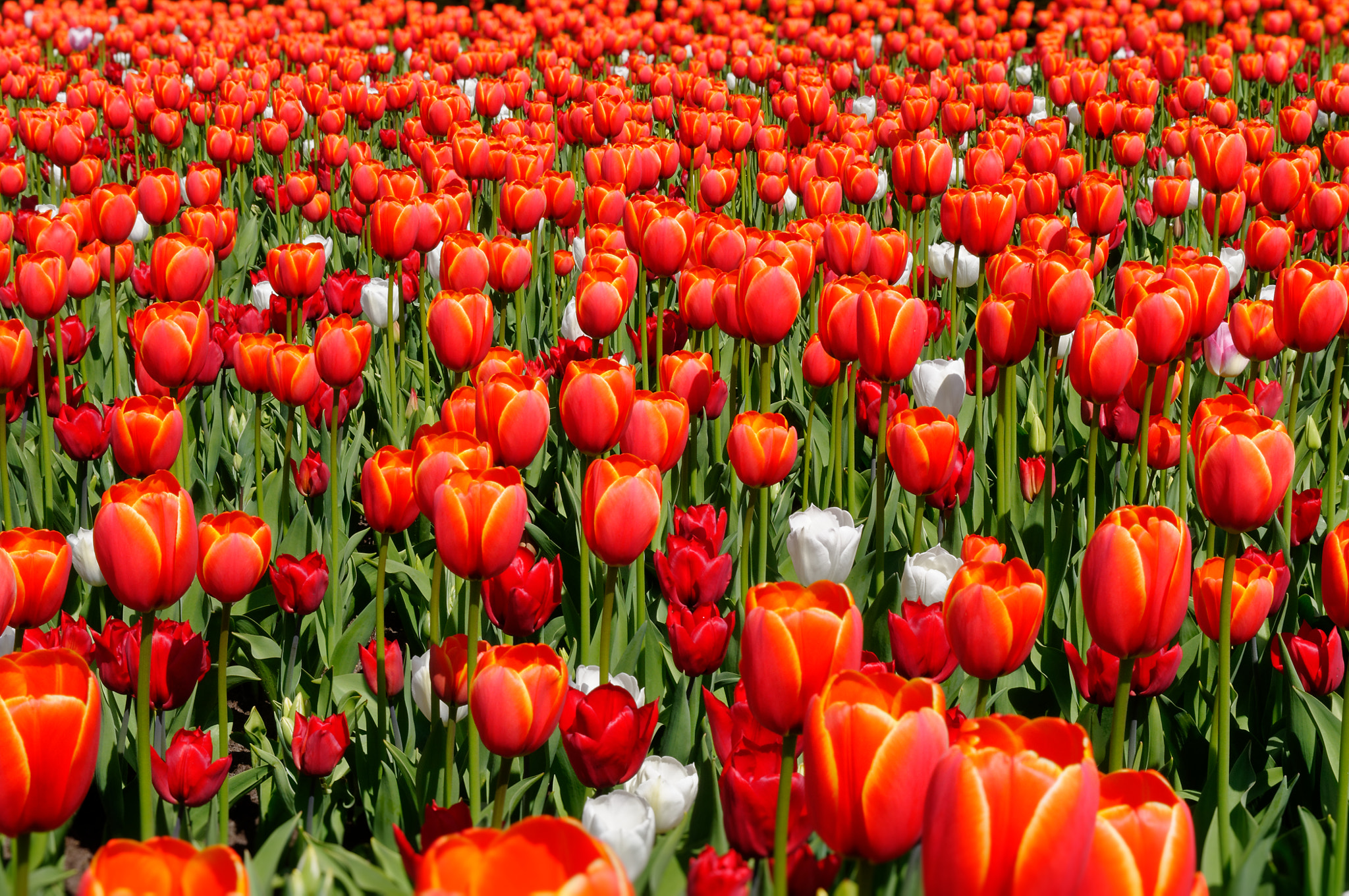 Nikon D300S sample photo. Tulips photography
