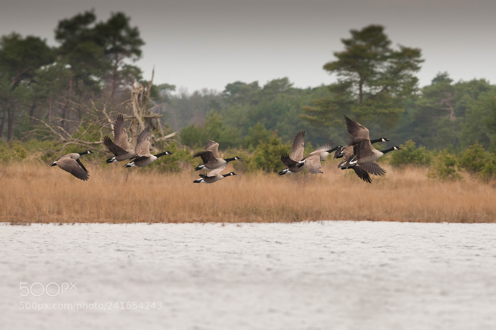 Canon EOS 5D sample photo. Goose photography