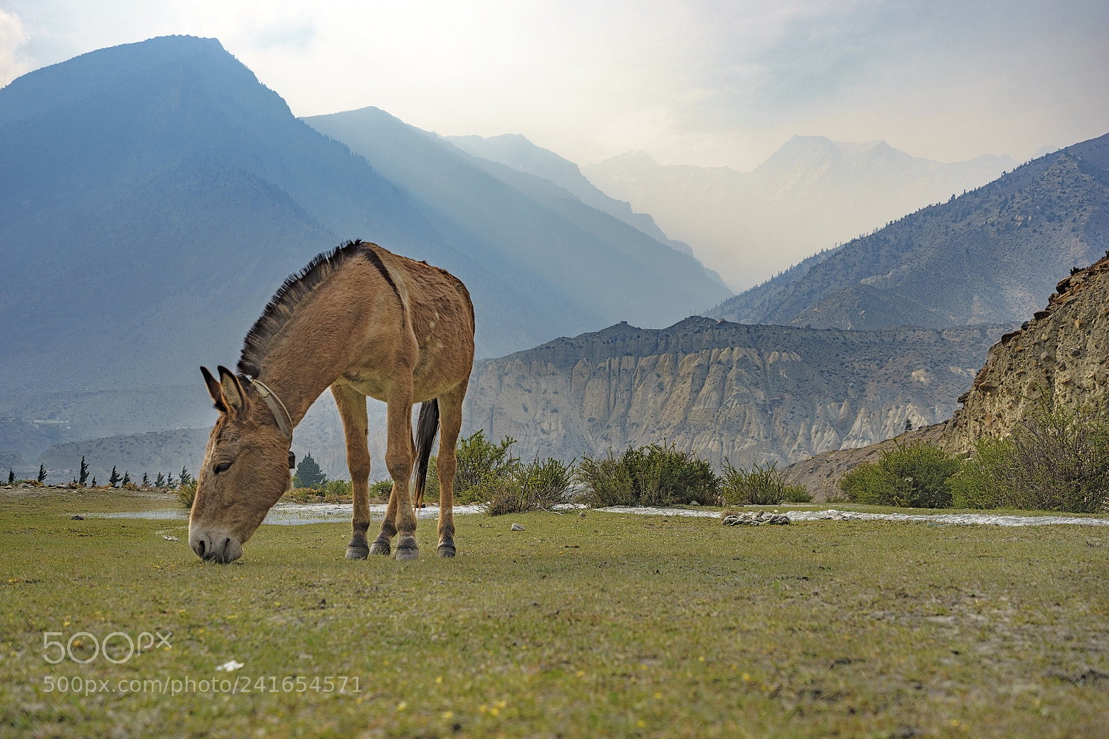 Sony a7 II sample photo. The horse at jomsom photography