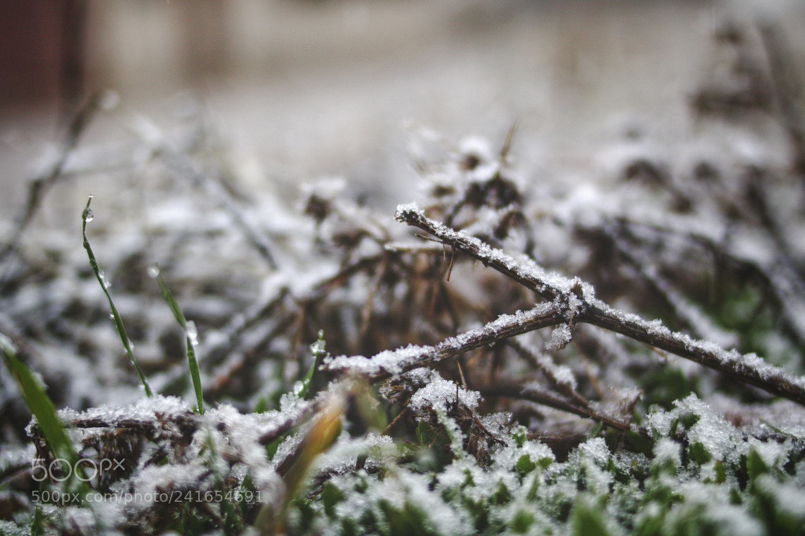 Canon EOS 750D (EOS Rebel T6i / EOS Kiss X8i) sample photo. @rxbshots photography