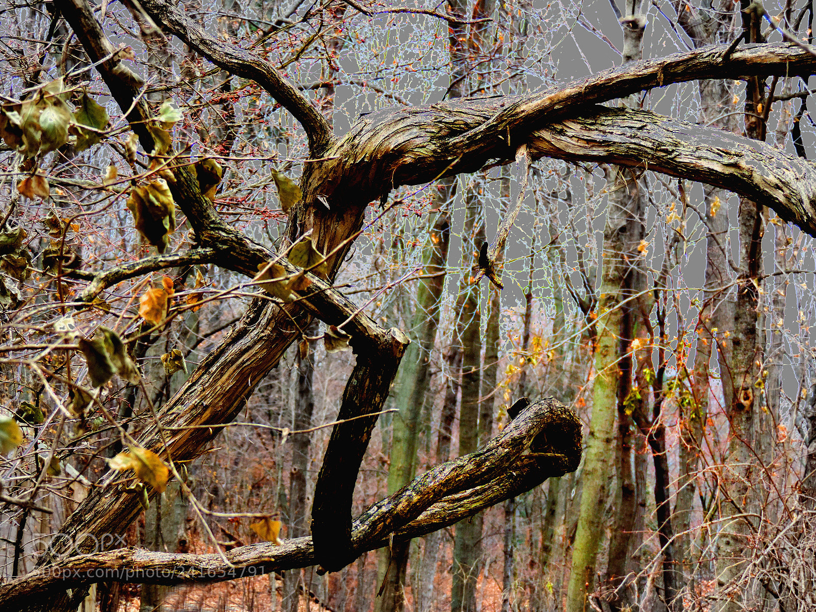 Nikon Coolpix P520 sample photo. An elegant tree 1 photography