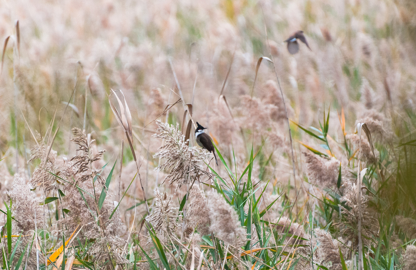Nikon D300S sample photo. *** photography