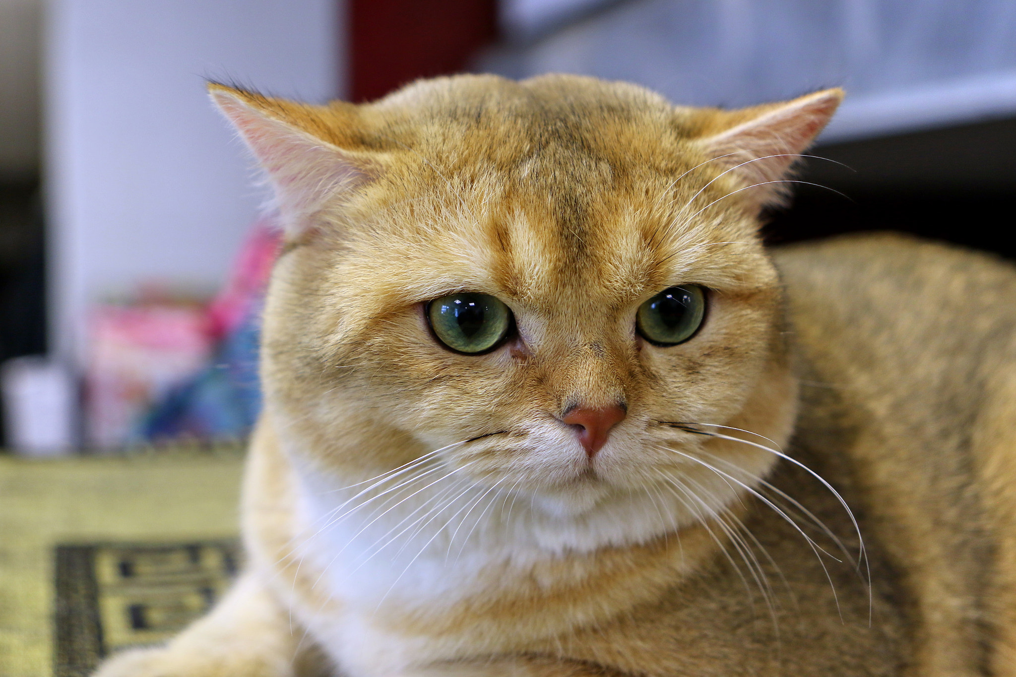 Canon EF 24-70mm F2.8L USM sample photo. Beautiful! photography