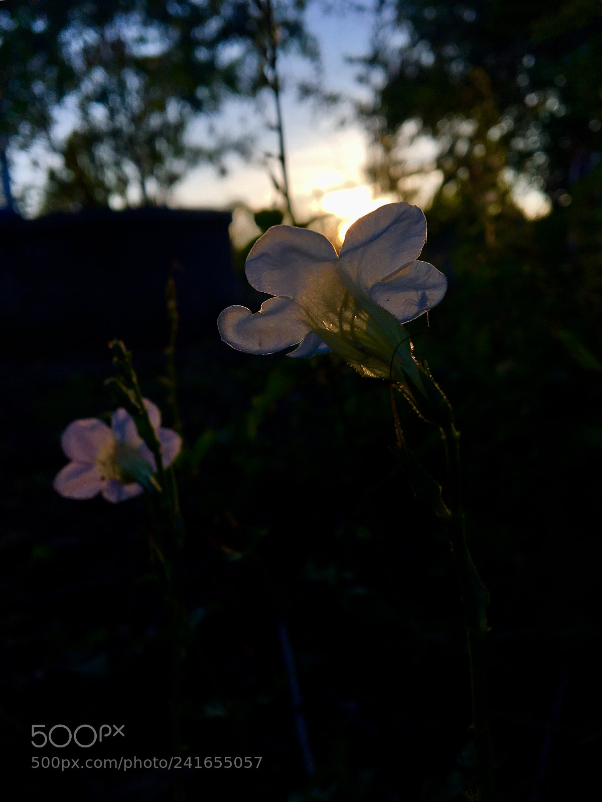Apple iPhone 6s sample photo. Untitled photography