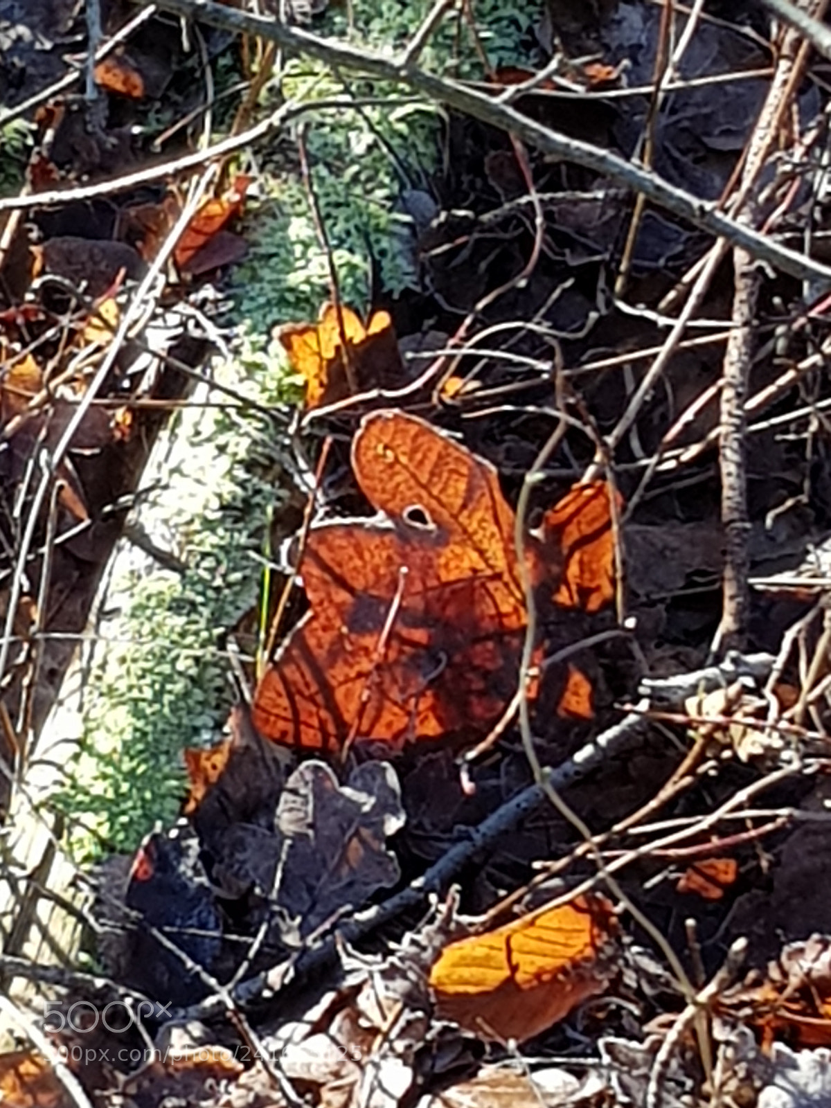 Samsung Galaxy S8 sample photo. Untitled photography