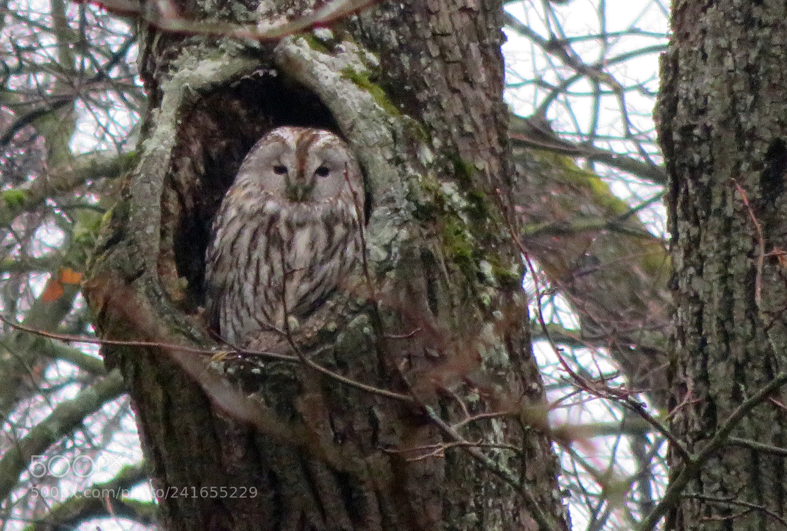 Canon PowerShot SX710 HS sample photo. Owl / kauz - "kasimir" photography