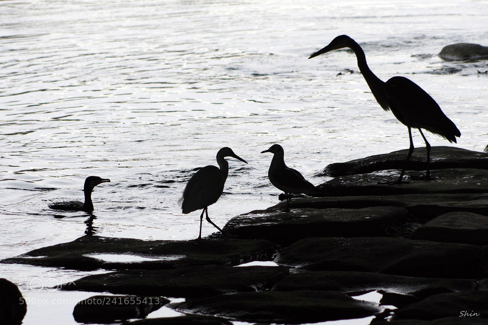 Pentax K-3 II sample photo. Four birds photography