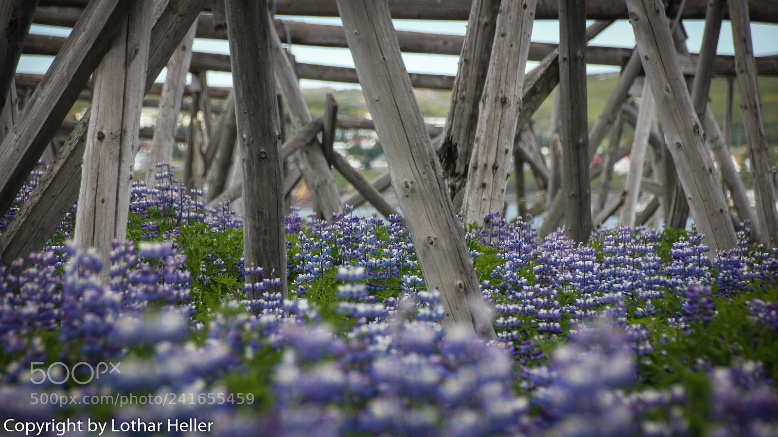 Canon EOS 550D (EOS Rebel T2i / EOS Kiss X4) sample photo. Iceland flora photography