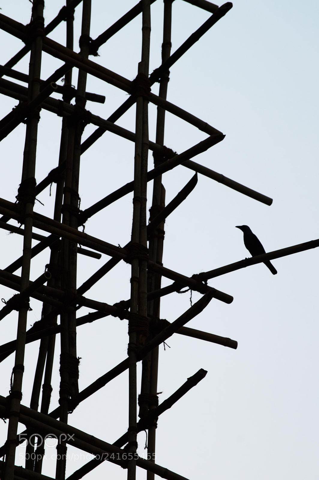 Sony SLT-A57 sample photo. Bird's silhouette with bamboo photography